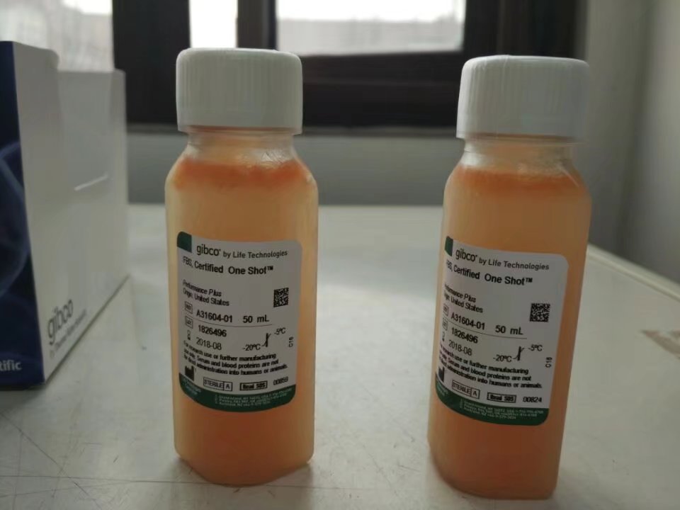 GIBCO北美胎牛血清A31604-02 10x50mL